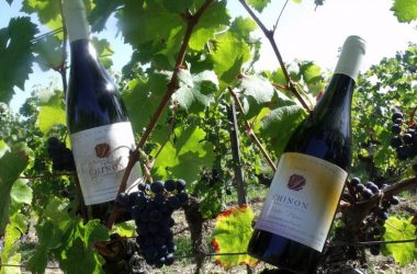 Domaine de la Dozonnerie – Chinon