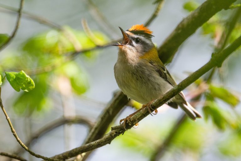 A la découverte des chants d’oiseaux-1