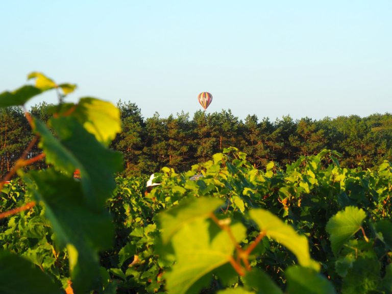 Bonnigal Bodet Vignerons-13