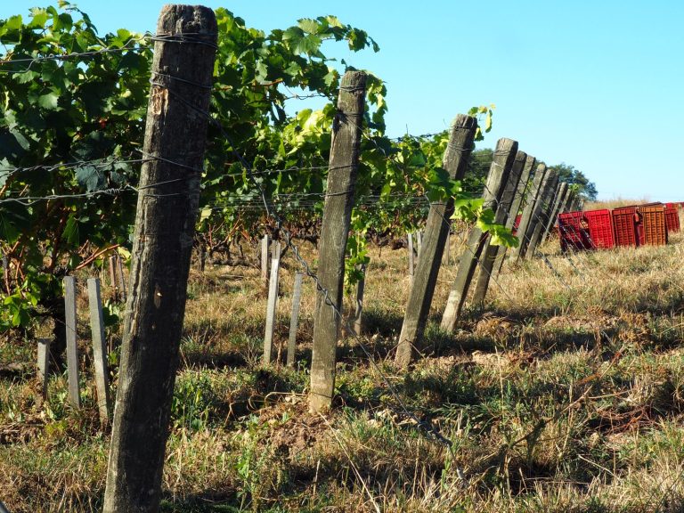 Bonnigal Bodet Vignerons-14