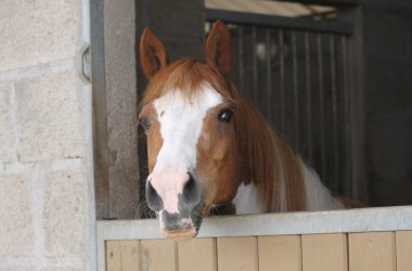 CHAVEIGNE-ESPACE EQUESTRE DE RICHELIEU