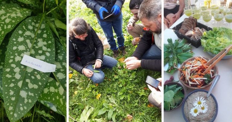 L’Herbandine – Gathering and cooking wild edible plants-12