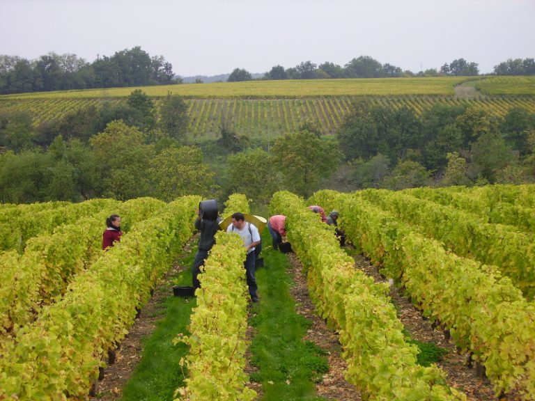 Domaine Sylvain Gaudron-1