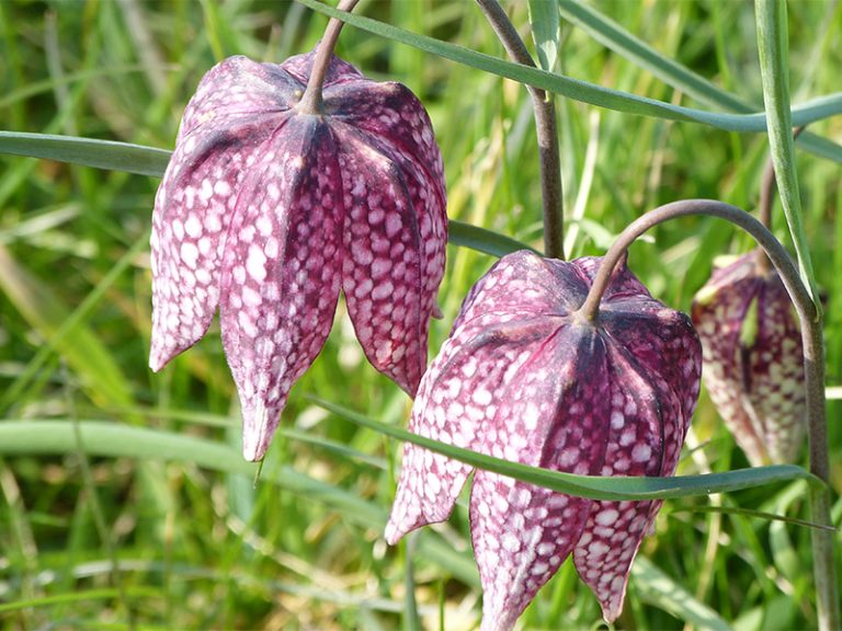 Découverte et dégustation de plantes sauvages comestibles-1