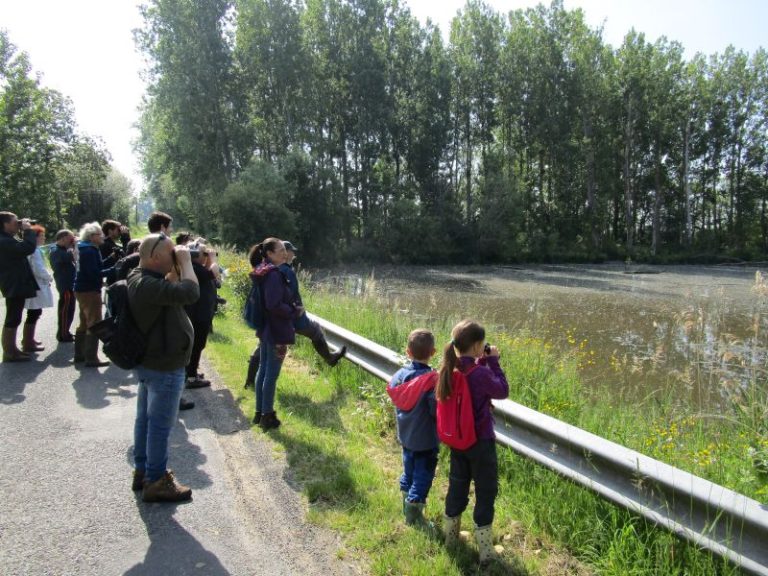 Sortie sur les oiseaux au bord de la Vienne-1