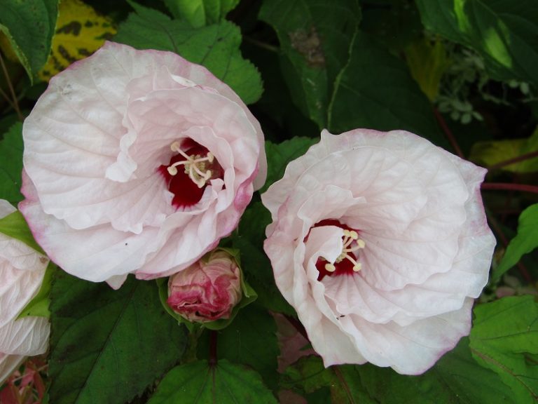 The Garden of Mireille in Touraine Angevine-13