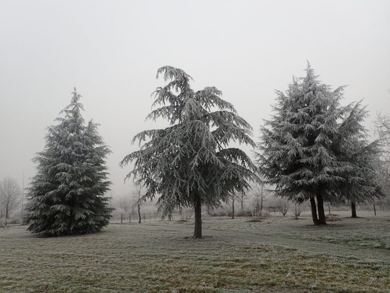 Les arbres en hiver-2