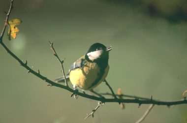 aube oiseaux 2025-loches-valdeloire