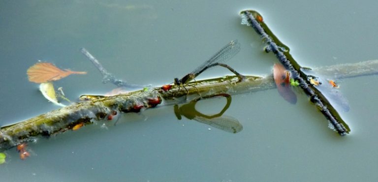 Petites bêtes aquatiques à l’étang de l’Archevêque-1