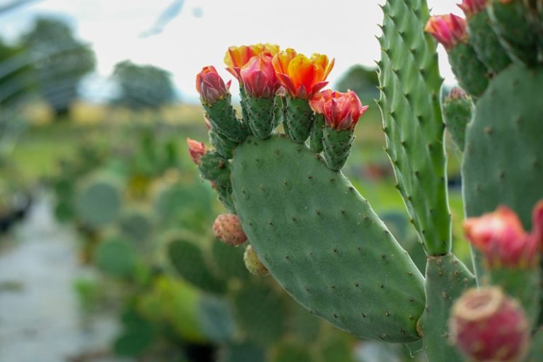 Cactus & Agaves-4