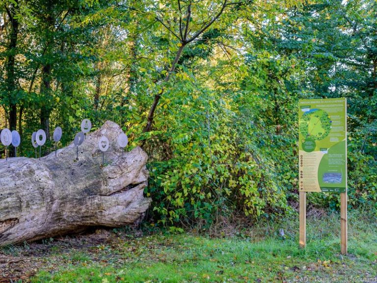 Sentiers de l’Ile de la Métairie – forest trail-2