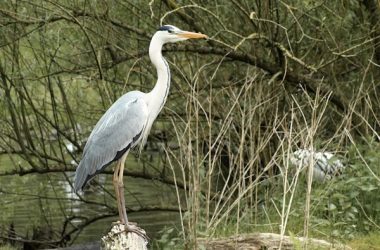 initiation-oiseaux-2025-loches-valdeloire