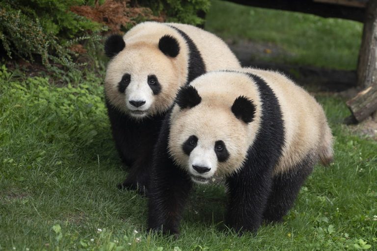 ZooParc de Beauval-1