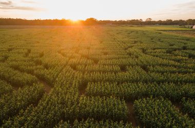 Corn maze in a corn crop in the country from the air