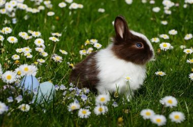 lapin-paques-loches-valdeloire