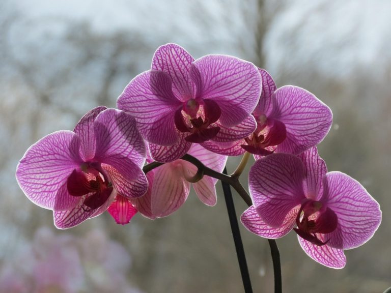 Conférence sur les orchidées de nos campagnes-1