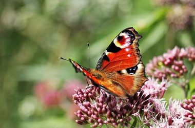 papillons-et-compagnie-2025-loches-valdeloire