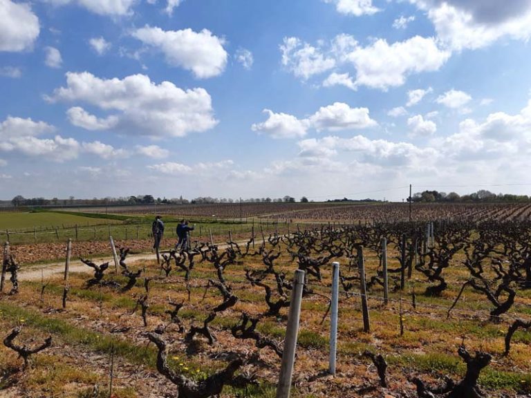 Sentier entre Loire et vignes-1