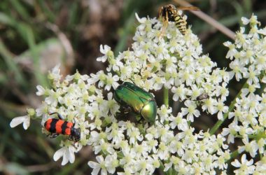 sortieinsecteetplante2022-betzlechateau-valdeloire-1