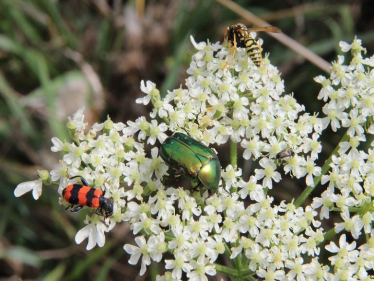 Sortie ” Insectes et plantes sauvages “-1