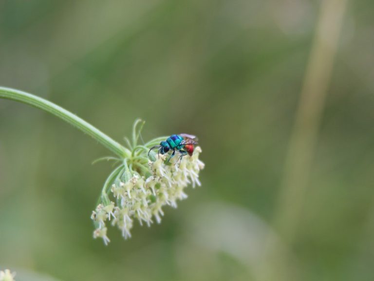 Sortie ” Insectes et plantes sauvages “-2