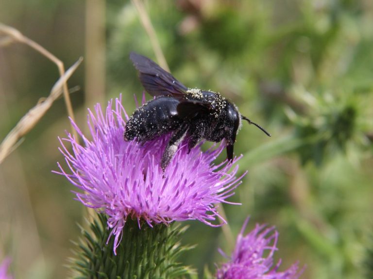 Sortie ” Insectes et plantes sauvages “-3