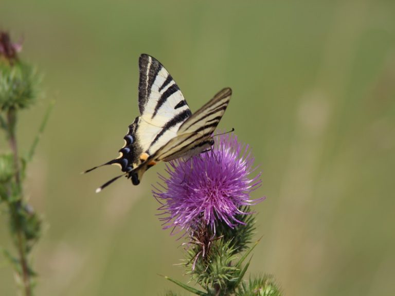 Sortie ” Insectes et plantes sauvages “-4